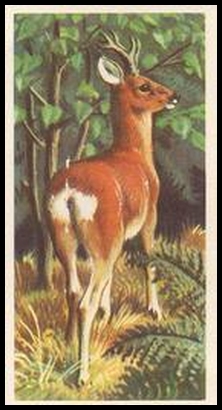 6 The Roe Deer
